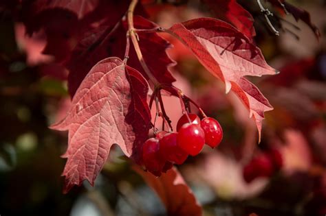 Autumn, Nature, Europe Free Stock Photo - Public Domain Pictures