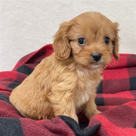 Male F1 Cavapoo Puppy for Sale | ID 6266-BW