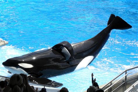 SeaWorld still making killer whale Tilikum perform shows despite life-threatening illness ...