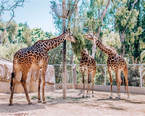 Visiting the San Diego Zoo: What to See and Do