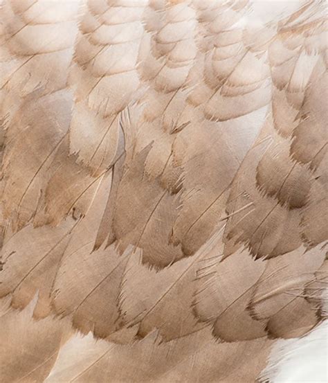 Feathers of swan. Close-up photo of wing - Picture. Texture #yurlick #shutterstock design for ...