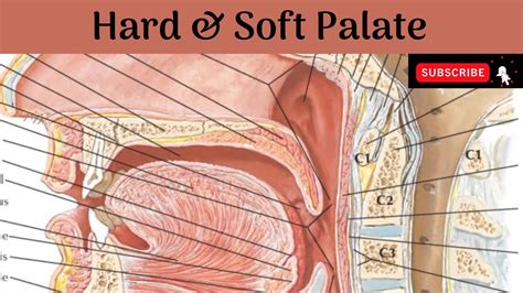 Hard Palate | Soft Palate | Palatine Muscles, Blood & Nerve Supply | Development - YouTube