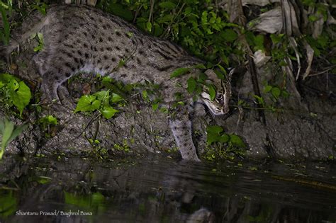 Best Fishing Cat Conservation India | West Bengal | Sundarbans | Baghrol Basa