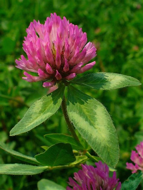 Four or three leaf: Red clover is more than just a good luck symbol