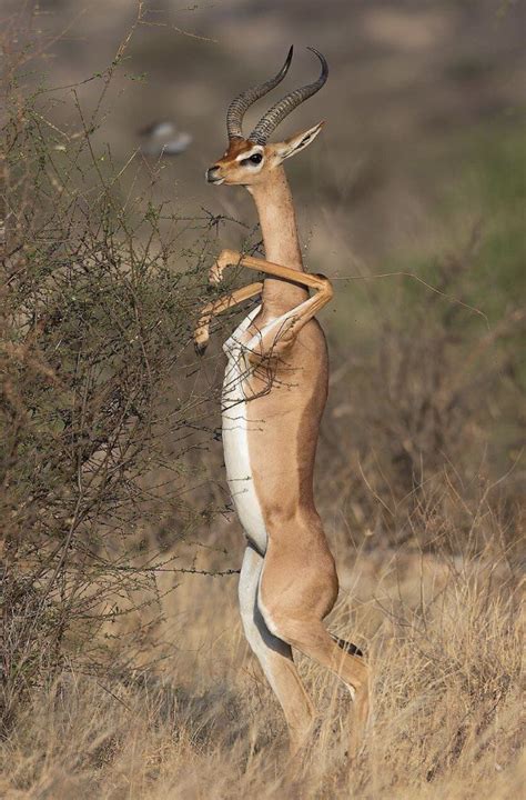 gerenuk on Tumblr