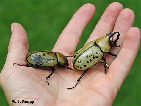 A giant among beetles: Hercules beetle, Dynastes tityus