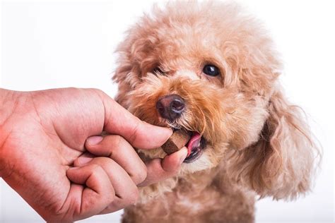 Can Worming Cause Diarrhea in Dogs? – Pet Help Reviews UK