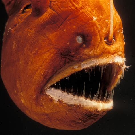 Anglerfish | National Geographic | Angler fish, Deep sea creatures, Scary animals