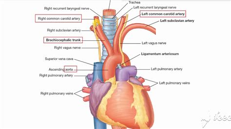 Common carotid artery - YouTube