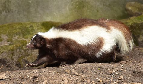 Baby Skunks,small Predators | Science Hub 4 Kids