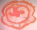 Category:Lumbricus terrestris anatomy - Wikimedia Commons