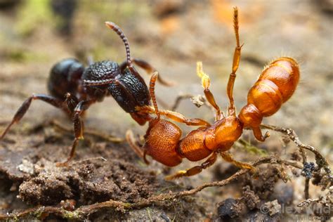 Ants Fighting - Alex Wild Photography