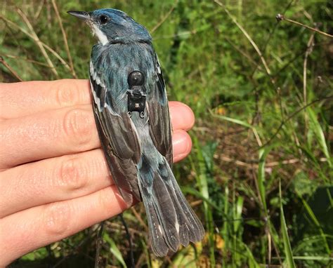 Catching the Blue Streak: Following the Cerulean Warbler on its Trans-continental Migration ...