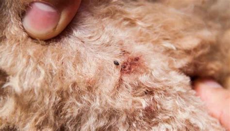 7 Tiny Black Bugs On Dogs (No, These Are NOT Fleas)