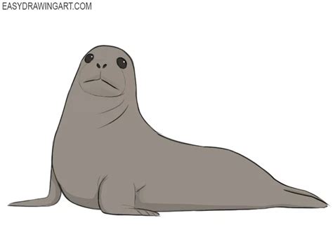 How to Draw a Seal - Easy Drawing Art