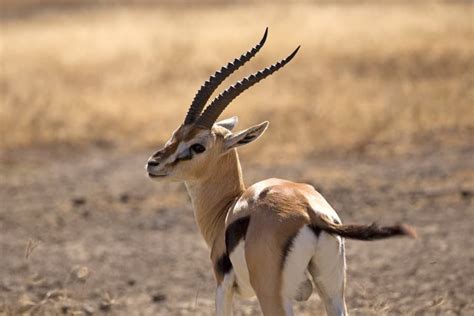 Grant’s Gazelle: Habitat, Diet & Unexpected Resourcefulness