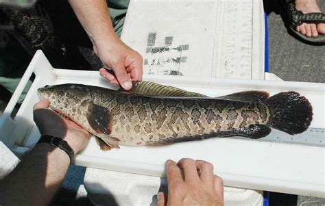 Snakehead Fish: Invasive Predators in North America | Owlcation