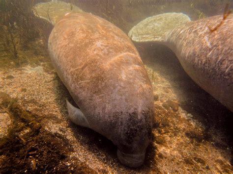 Ichetucknee Manatee Calf Napping Practice | The clarity in t… | Flickr