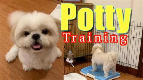 How To Potty Train A Maltese Shih Tzu?