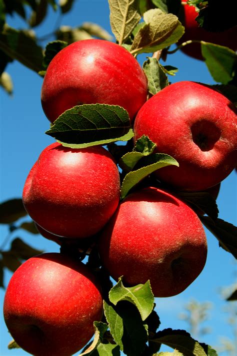 Heirloom Apples — Roots to Fruits Nursery