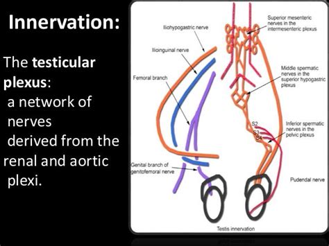 Anatomy of the scrotum