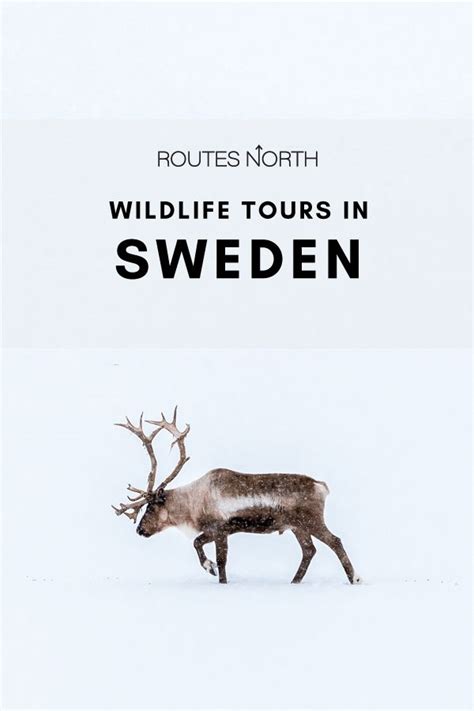 Best wildlife tours in Sweden - Routes North | Wildlife tour, Sweden, Sweden travel