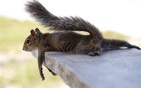 Squirrel on a bench wallpapers and images - wallpapers, pictures, photos