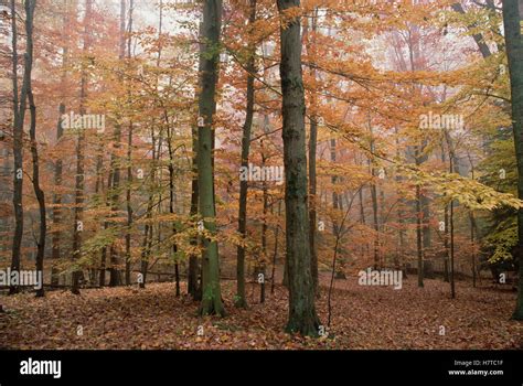 Fall colors in eastern hardwood forest, Catoctin Mountain Park ...