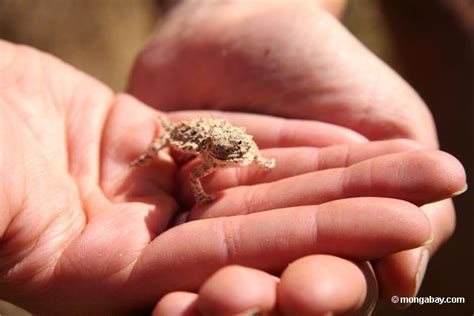 The Desert Horned lizard or Horny Toad (Phrynosoma sp.) in Big Sur ...