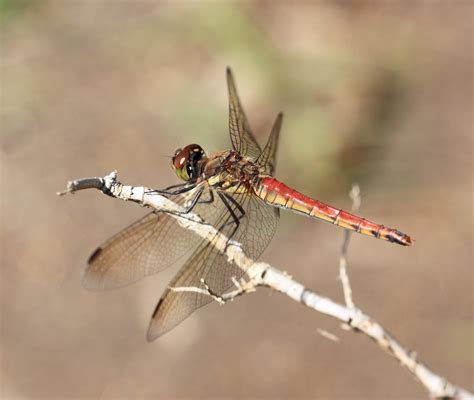 Free Images : nature, green, high, insect, fauna, invertebrate, close up, dragonfly, 5d, hires ...