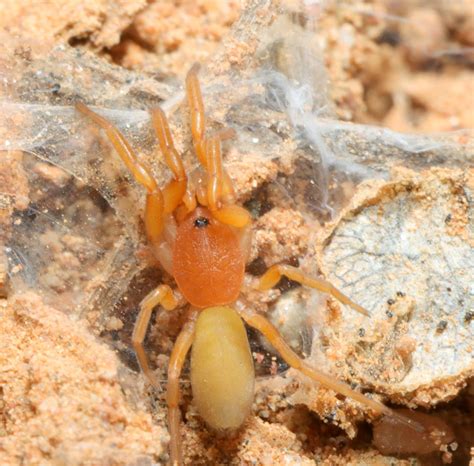 Eight-eyed Orange Lungless Spiders from West Coast District Municipality, South Africa on ...