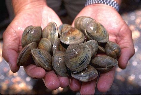 Ming the clam which lived 507 years By Gira Joshi - Alchetron