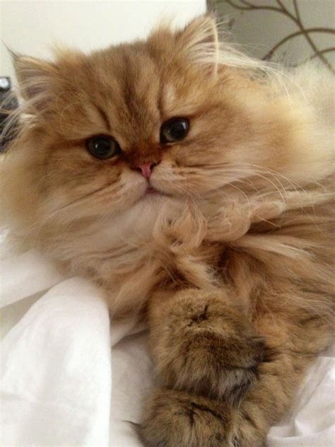 Atticus BitsyBottom - Shaded Golden Teacup Persian. jUST BEAUTIFUL ...