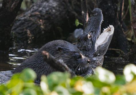 River otter killing young alligator : r/natureismetal