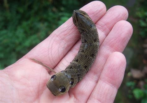 Robin Stanbridge Photography | Blog Photos | Elephant Hawk Moth Caterpillar