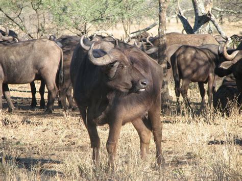 Cape Buffalo | African animals, Africa, Animals