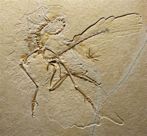 bensozia: Archaeopteryx