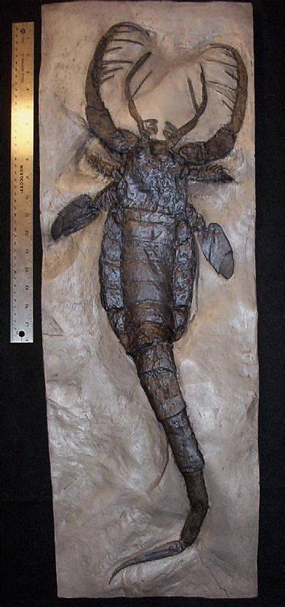 Silurian sea scorpion (the eurypterid Mixopterus) Mixopterus was characterised by a robust ...