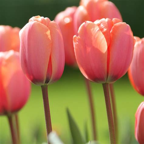 Tulip Darwin Hybrid Apricot Impression - 20 bulbs - Longfield Gardens