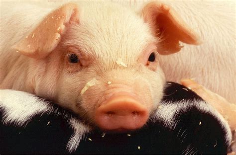 Pig Free Stock Photo - Public Domain Pictures