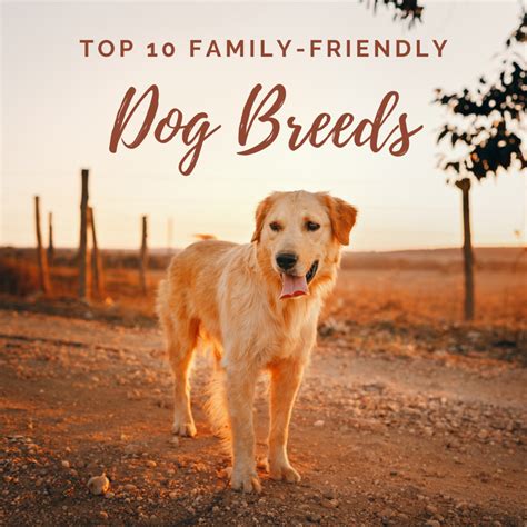 Top 10 Dog Breeds Top 10 most beautiful dog breeds