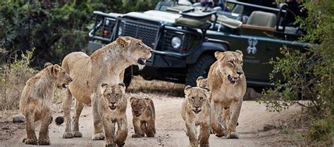 Top five best African Safari Parks you have to see!