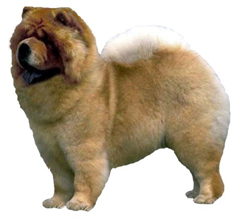 Chow Chow Grooming