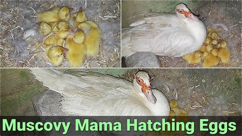 Muscovy Duck Hatching Eggs | 35 Day incubation Hatching Muscovy Duckling 🐣👐👐 - YouTube