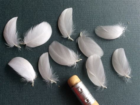 10 x miniature white goose feathers approx 3/4" long naturally moulted ...