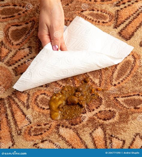 Cat poop on the carpet stock photo. Image of black, owner - 204771590