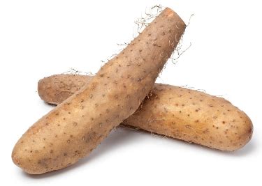 Can Dogs Eat Chinese Yam? | Benefits, Risks