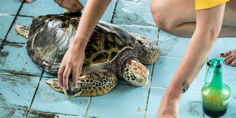 How can you get involved in sea turtle conservation in Phang Nga, Thailand? | GVI UK