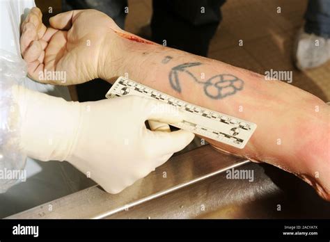 La autopsia. Patólogo medir un tatuaje en un cadáver durante la ...