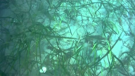 eelgrass habitat - YouTube